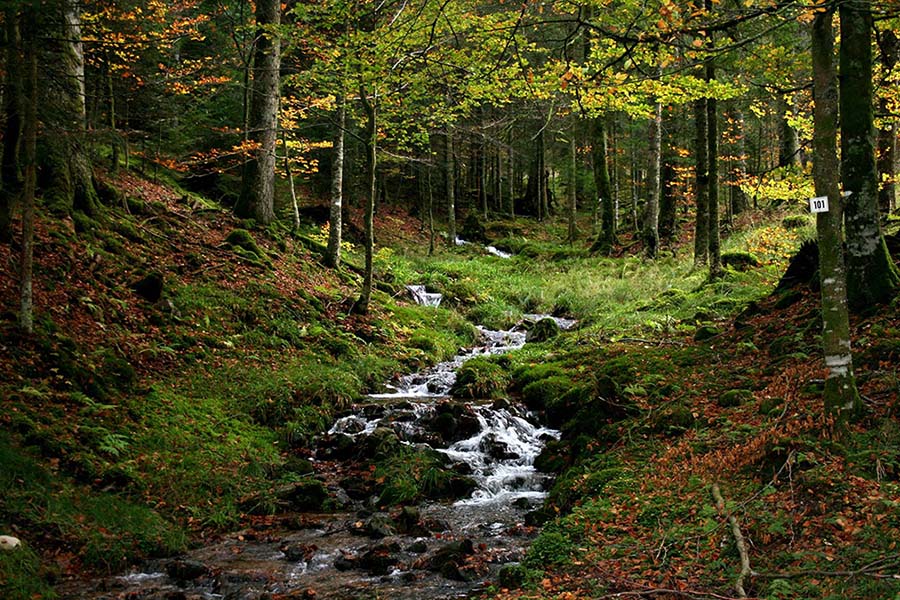 Les ruisseaux dans la forêt vosgienne